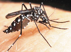 蚊科图片及蚊科种类