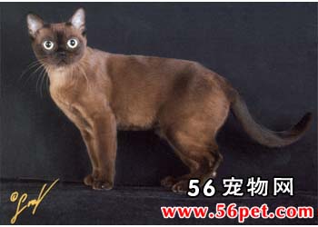 康沃耳帝王猫-短毛猫品种