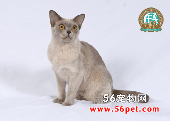 欧式缅甸猫-短毛猫品种