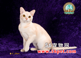 欧式缅甸猫-短毛猫品种