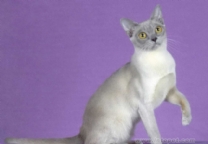 欧式缅甸猫-短毛猫品种