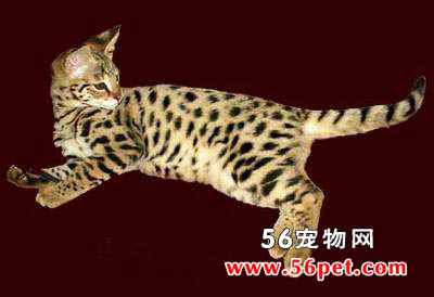 欧式缅甸猫-短毛猫品种