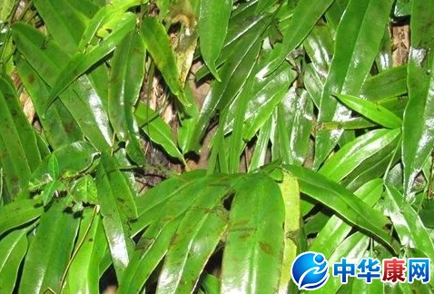 其他名称】【药物名称】凤丫蕨【别名】大叶凤凰尾巴草,散血莲,蛇眼草