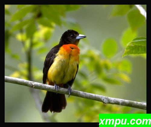 红寡妇鸟（学名：Euplectes orix）