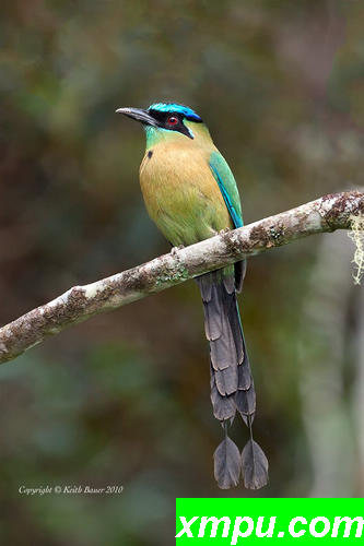 蓝冠Motmot