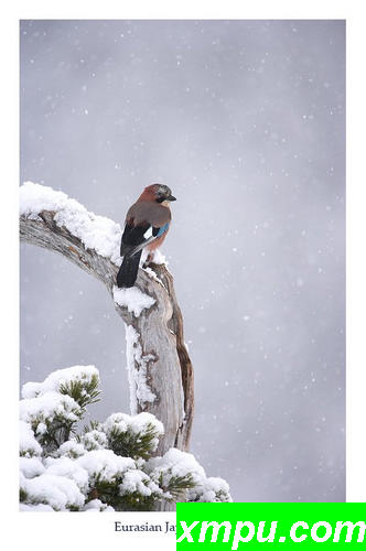 迎瑞雪？难过