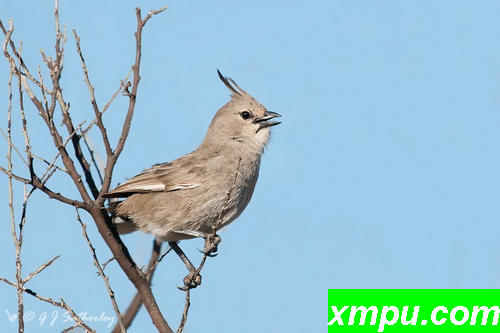 Chirruping Wedgebill