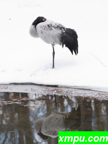 黑颈鹤