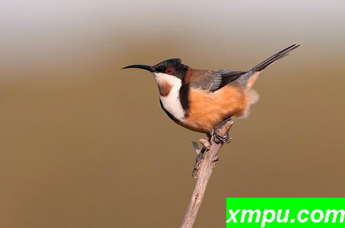 东区Spinebill