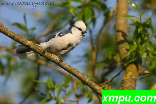 西科拉蓝色海岸（Cyanistes cyanus）