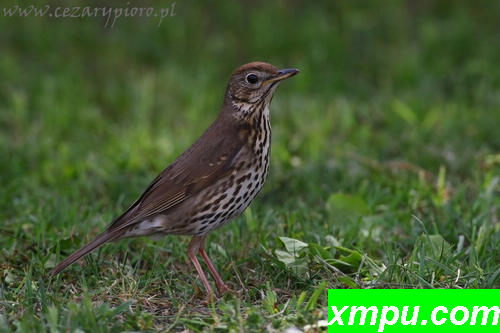 歌手（Turdus philomelos）