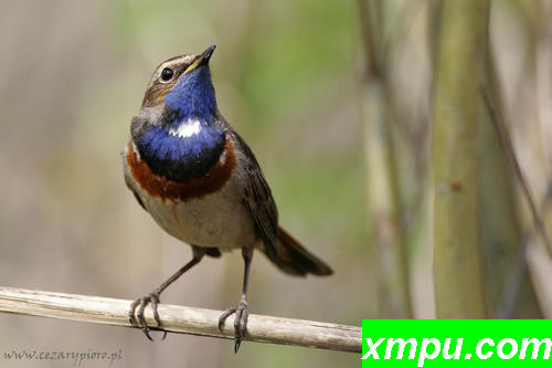 Bluethroat