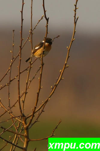 斯通（Saxicola rubicola）