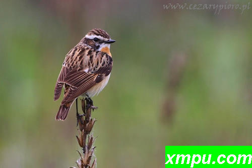 惠奇特（Saxicola rubetra）