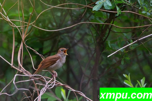 拉塞特夜莺（Luscinia megarhynchos）