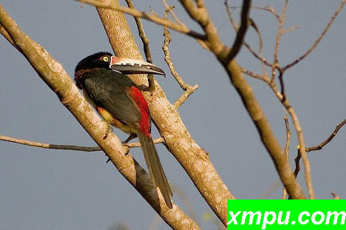 条纹嘴Aracari