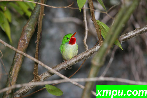 Jamaican_Tody