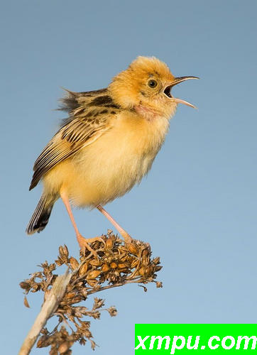 金头Cisticola