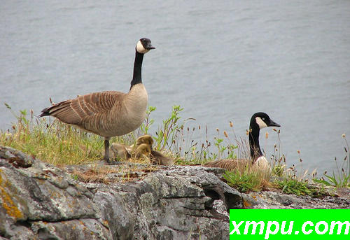 Canada_Geese_and_g 加拿大鹅C_Ruckles