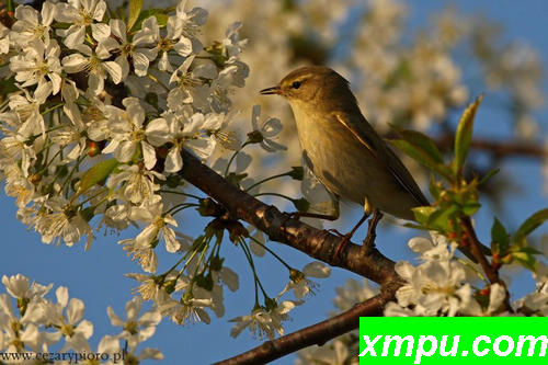 柳莺（Phylloscopus蜂鸟）