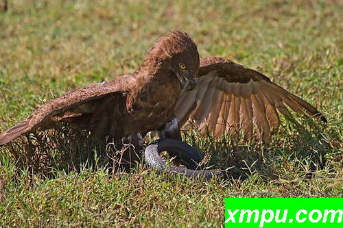 African Brown Snake Eagle