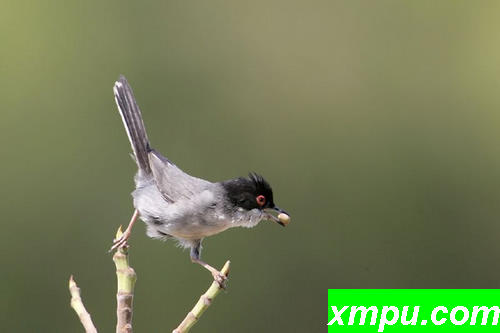 天鹅绒莺（西尔维亚melanocephala）