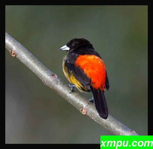 红寡妇鸟（学名：Euplectes orix）2