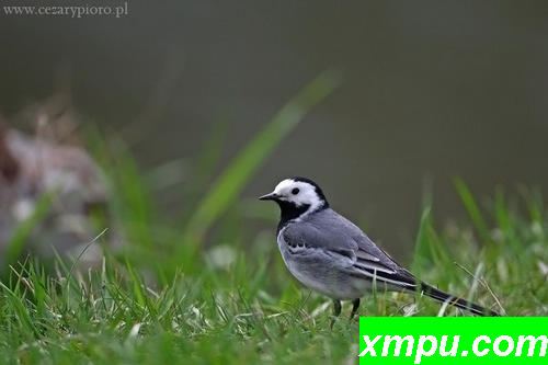 白鹡鸰（Motacilla alba）