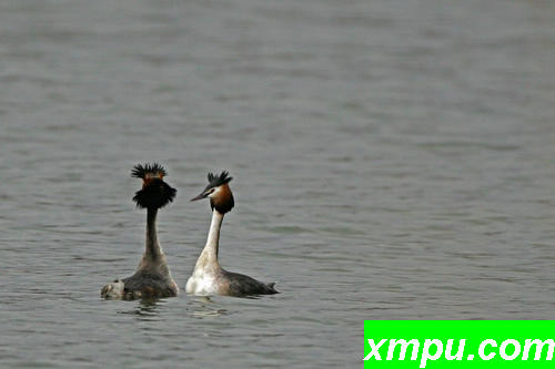 凤头鸊鷉（Podiceps cristatus）