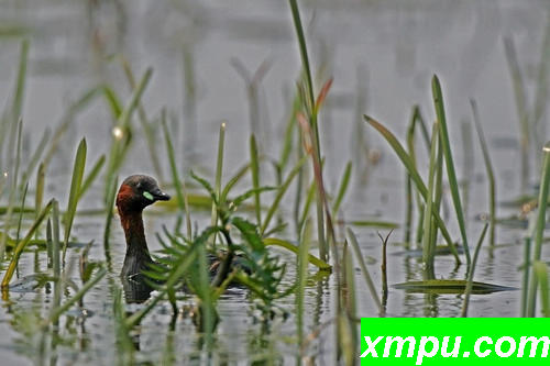 小鸊鷉（Tachybaptus ruficollis）