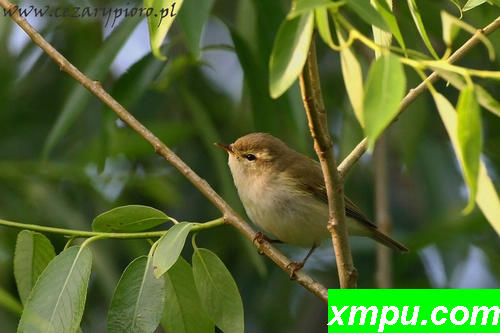 Wojcik（Phylloscopus trochiloides）