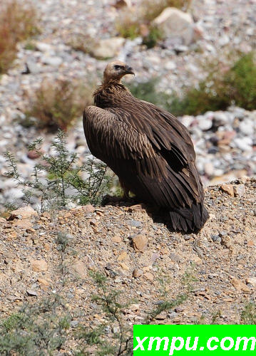 喜马拉雅秃鹫Himalaya_vulture