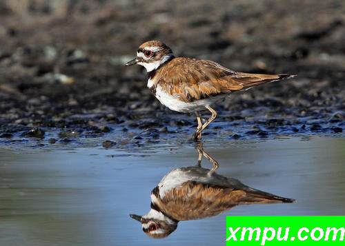 Killdeer