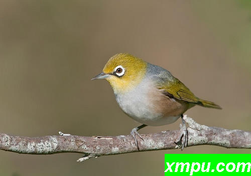 Silvereye