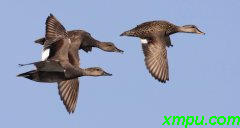 美国女Wigeon