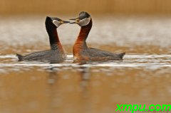 红颈鸊鷉（Podiceps grisegena）