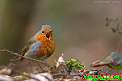 罗宾（Erithacus rubecula）