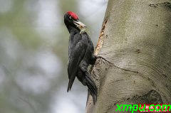 黑啄木鸟（Dryocopus