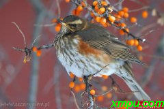 雷德温（Turdus iliacus）