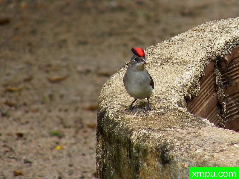 红冠灰雀【野外观鸟】
