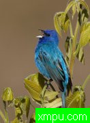 自然生态摄影大师罗伯特罗伊斯[美国]摄影系列【一】