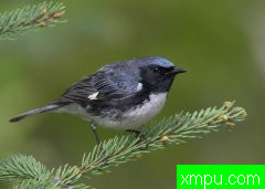 自然生态摄影大师罗伯特罗伊斯[美国]摄影系列【一】