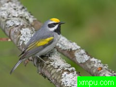 自然生态摄影大师罗伯特罗伊斯[美国]摄影系列【一】