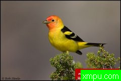 自然生态摄影大师鲍勃斯蒂尔[美国]生态摄影系列【一】