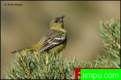 自然生态摄影大师鲍勃斯蒂尔[美国]生态摄影系列【一】