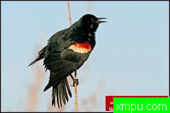 自然生态摄影大师鲍勃斯蒂尔[美国]生态摄影系列【一】