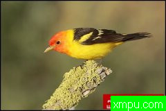 自然生态摄影大师鲍勃斯蒂尔[美国]生态摄影系列【一】