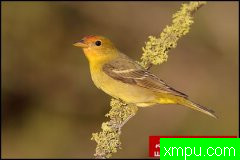 自然生态摄影大师鲍勃斯蒂尔[美国]生态摄影系列【一】