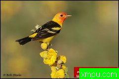 自然生态摄影大师鲍勃斯蒂尔[美国]生态摄影系列【一】