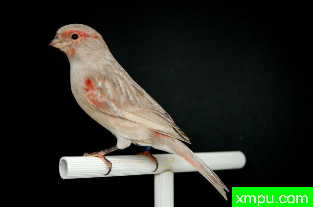 金丝雀培育大师阿斯奎尼[法国]精品系列【二】